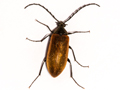 Pseudocistela ceramboides